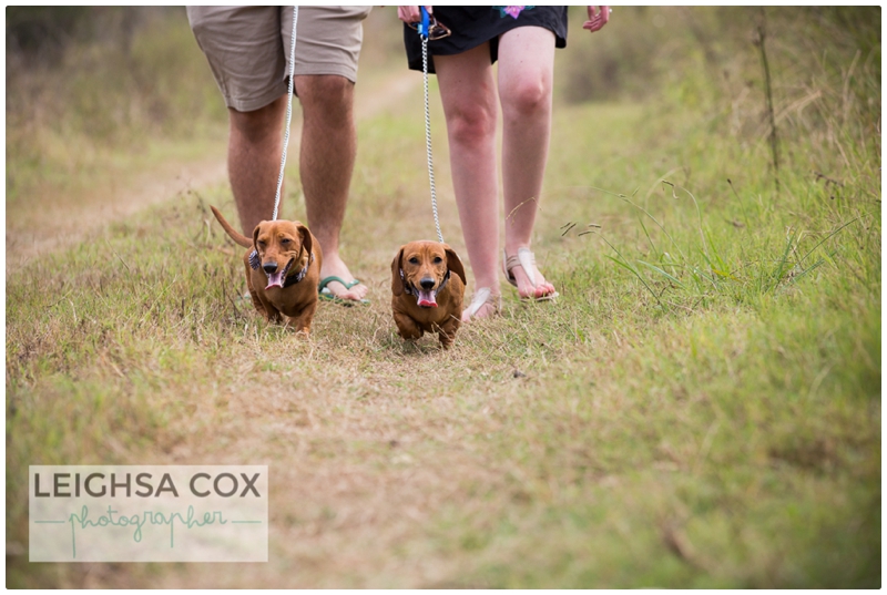 Couple Portraits -True love and Dachshunds