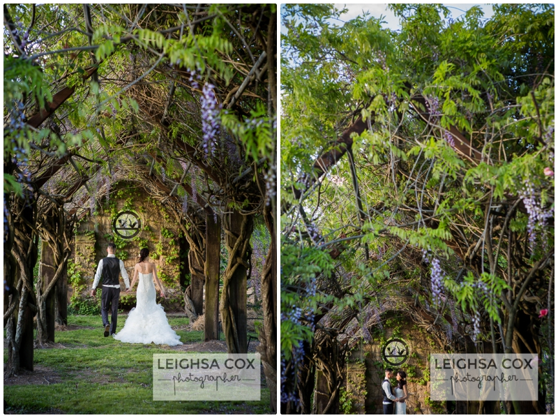 wisteria wedding