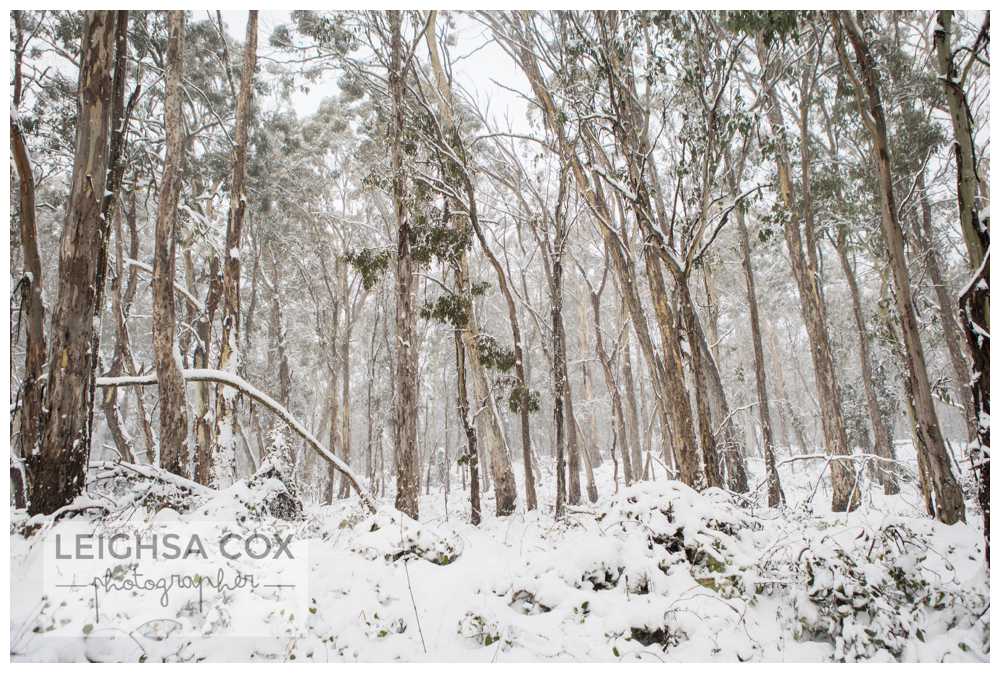 Snow Day Barrington Tops