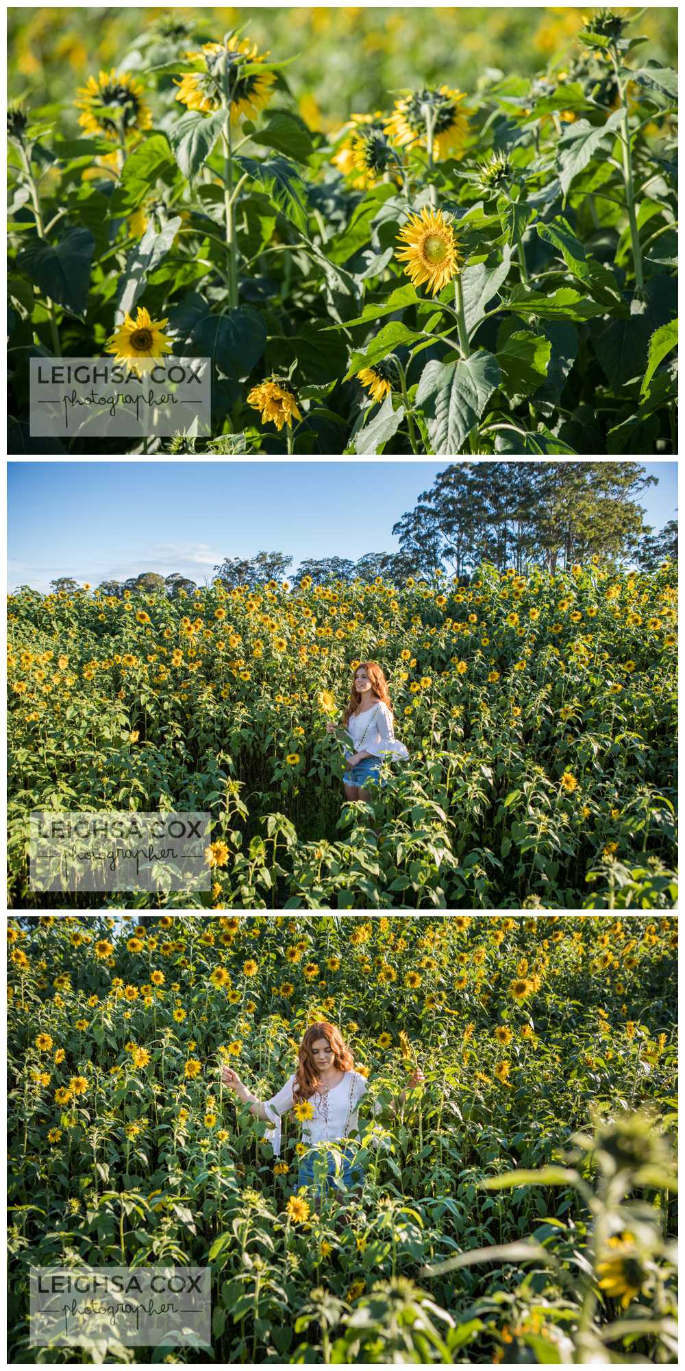 Beautiful Sunflower Shoot