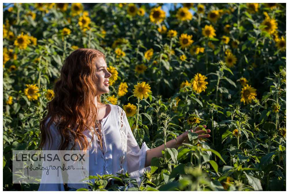 Beautiful Sunflower Shoot