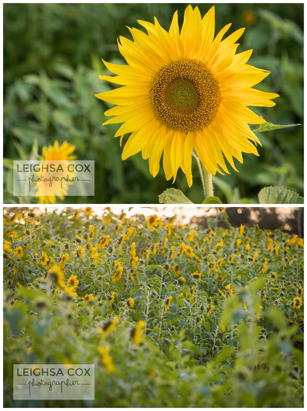 sunflower field