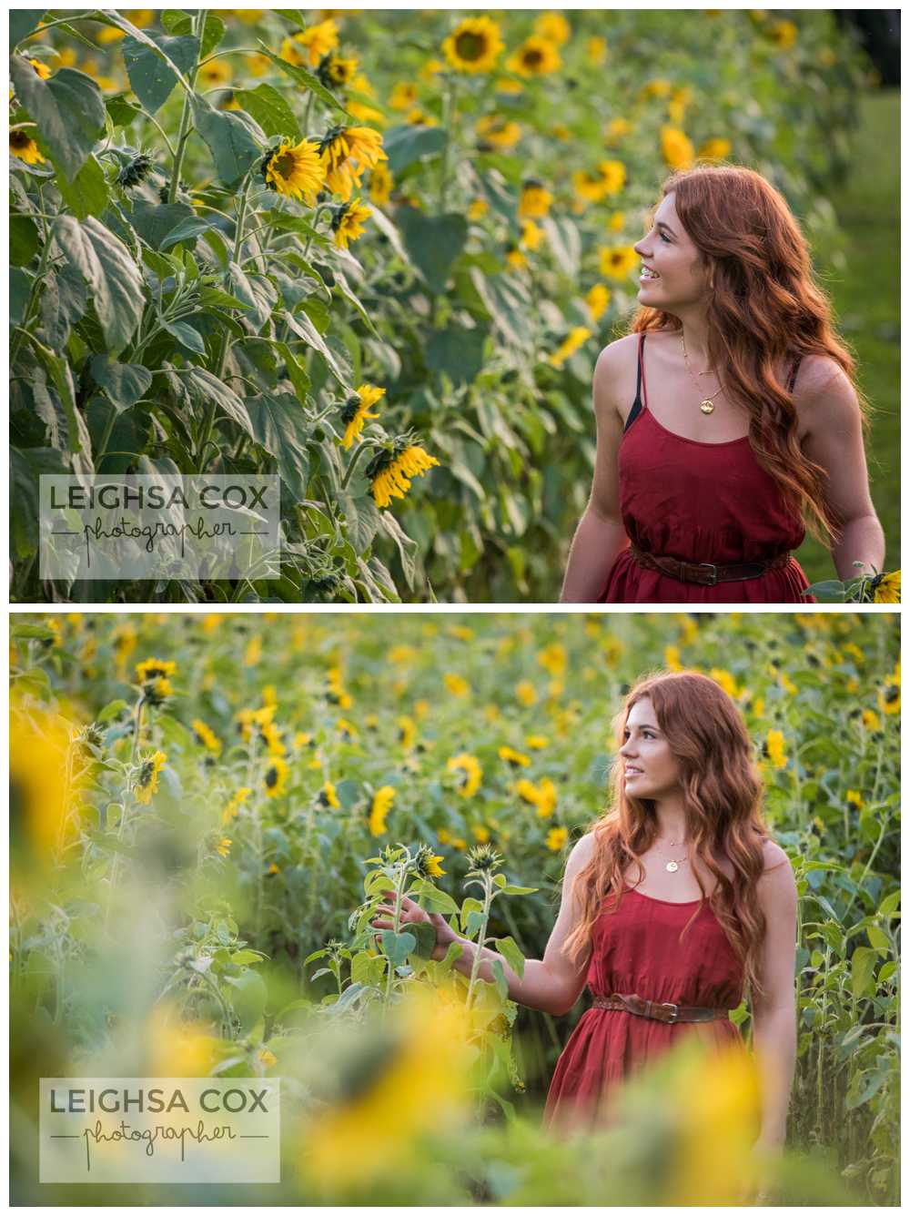 sunflower session