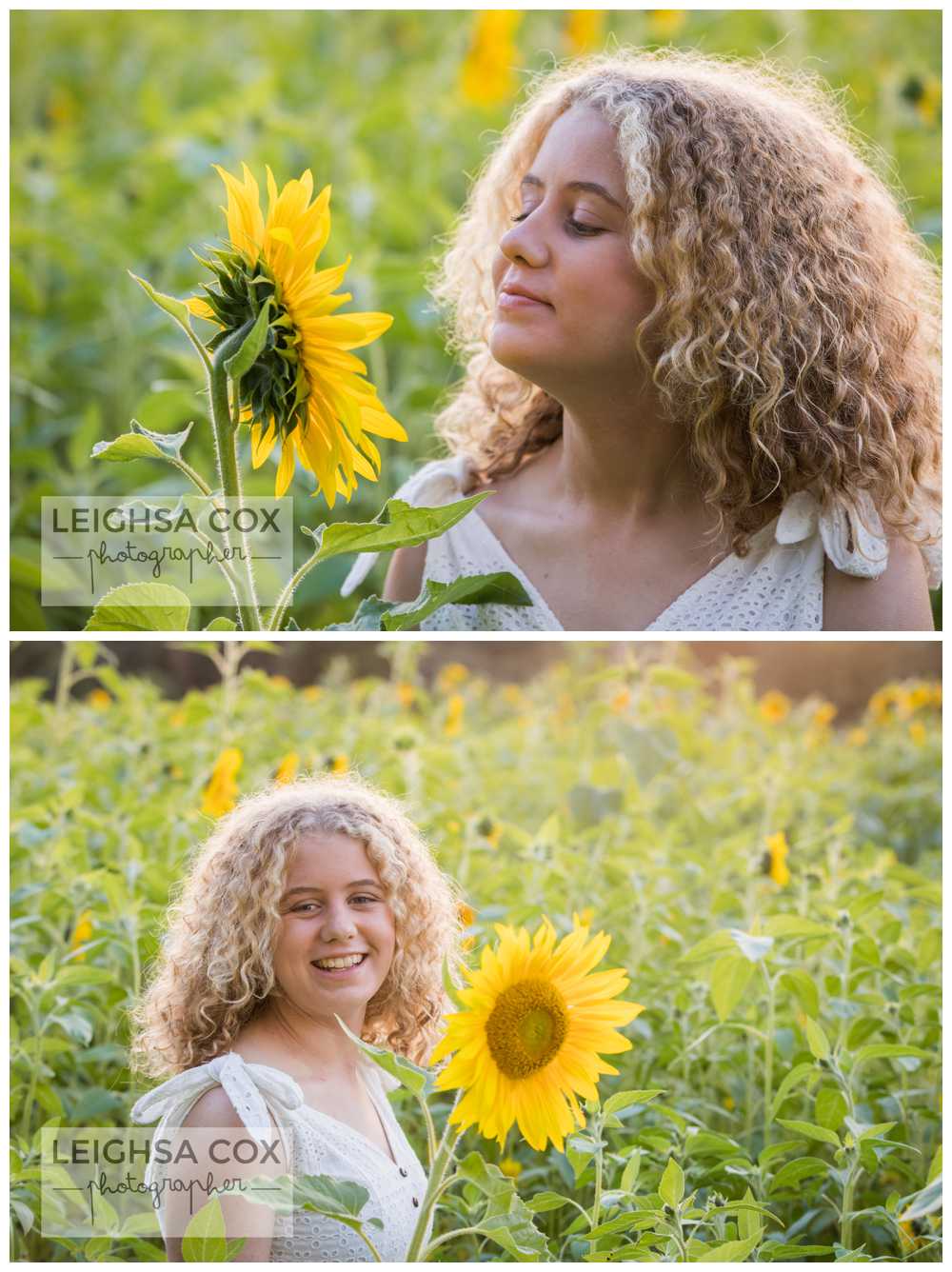 Beautiful Sunflower Shoot