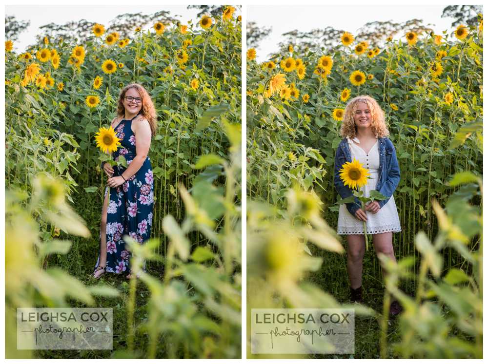 sunflower portraits