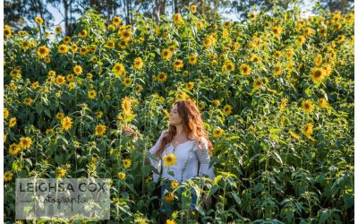 Beautiful Sunflower Shoot