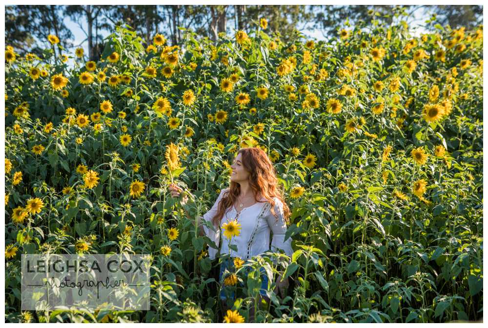 Beautiful Sunflower Shoot