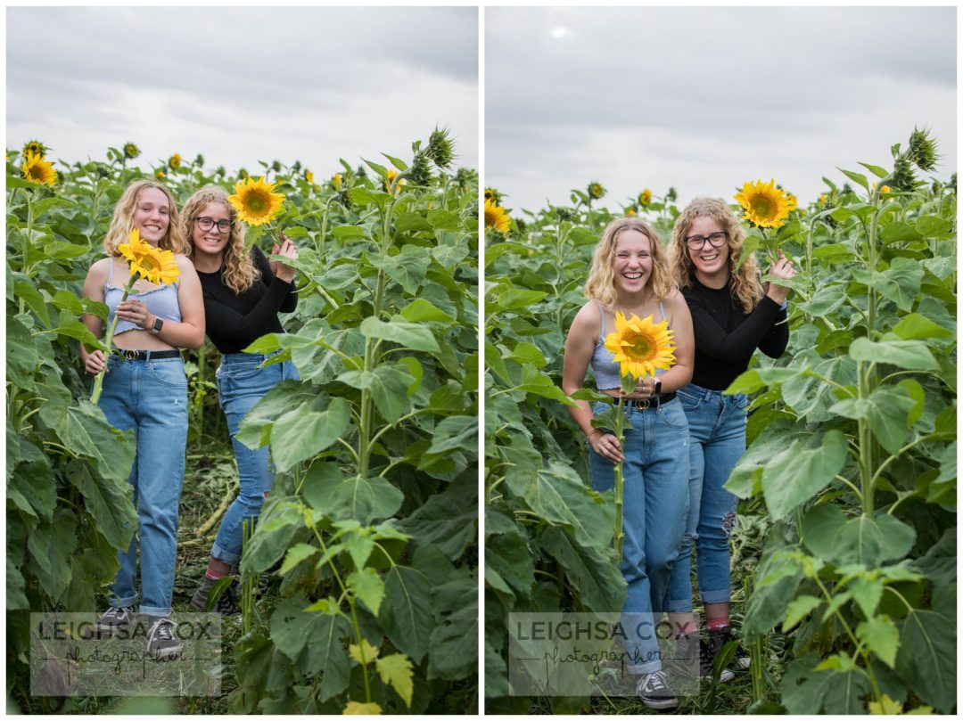 Amusement de tournesol