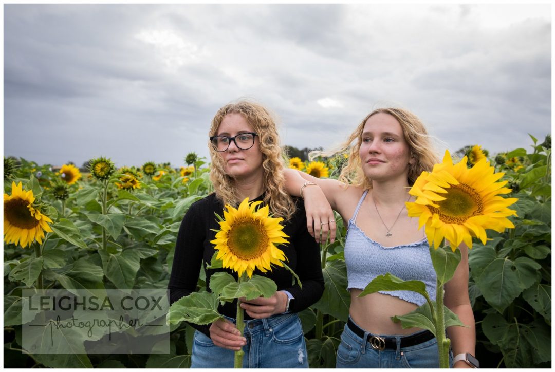 Amusement de tournesol