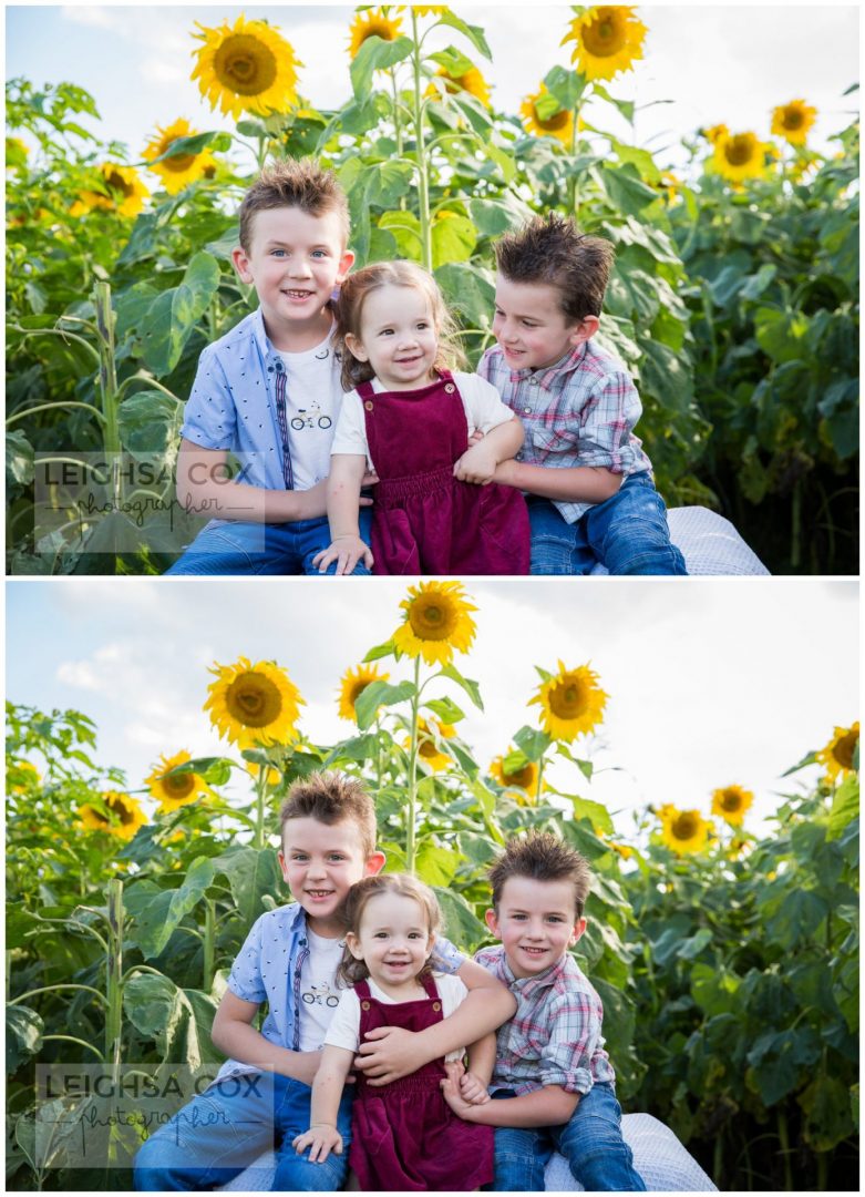 hunter valley sunflowers