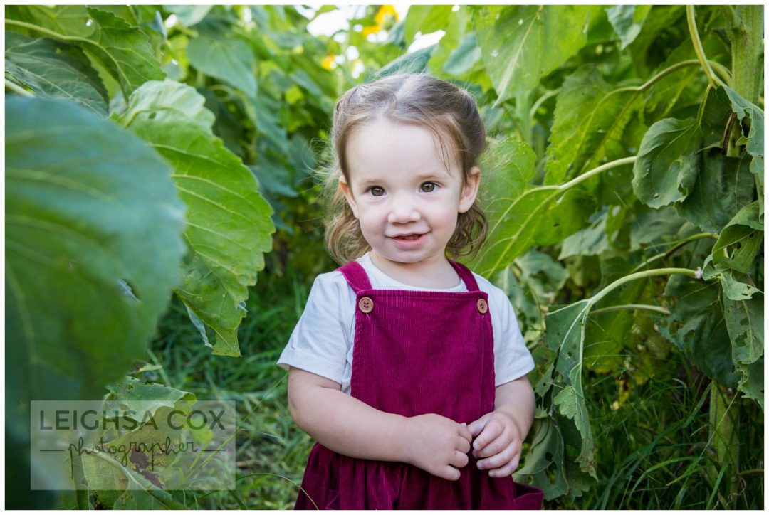 Sunflower fun