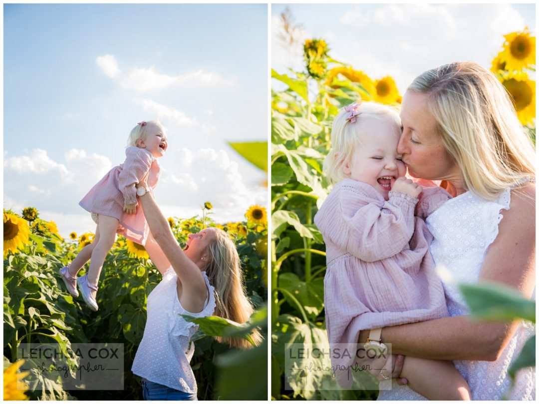 sunflower farm