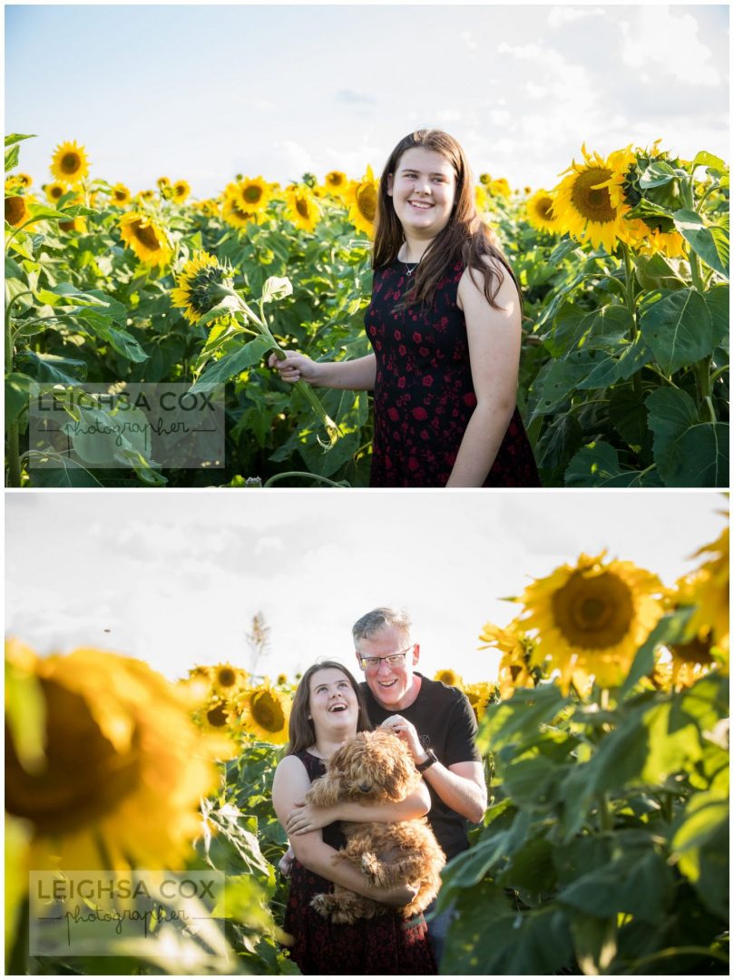 ferme de tournesol