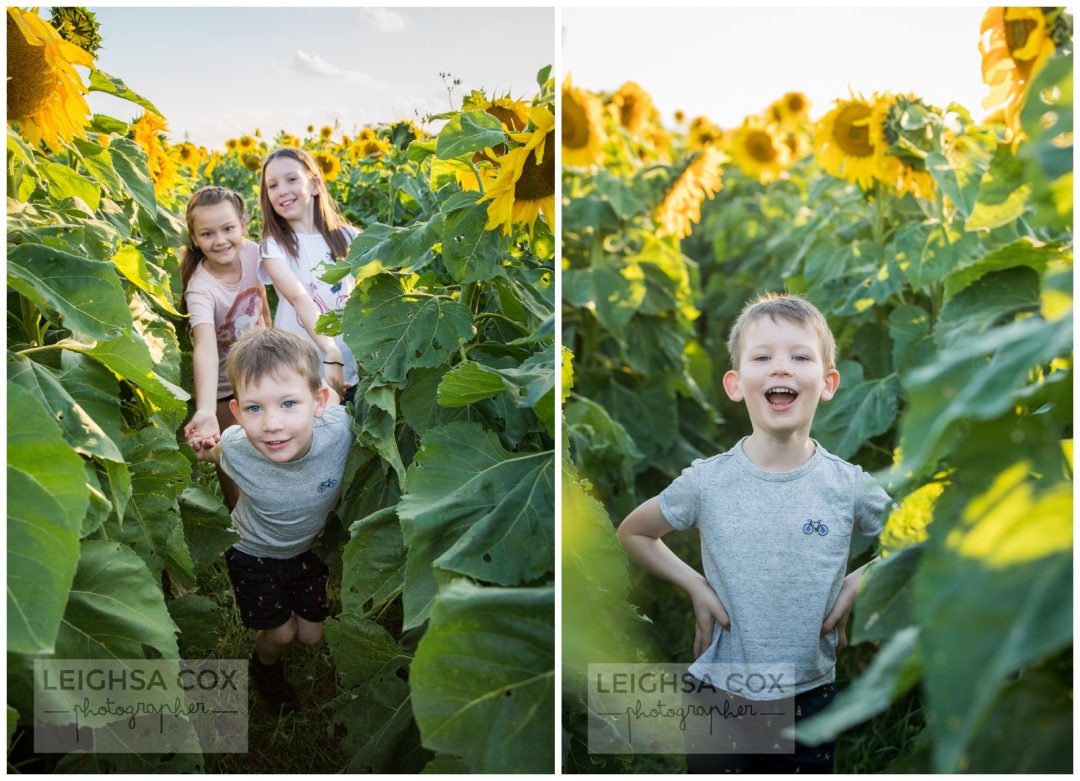 hunter valley sunflowers