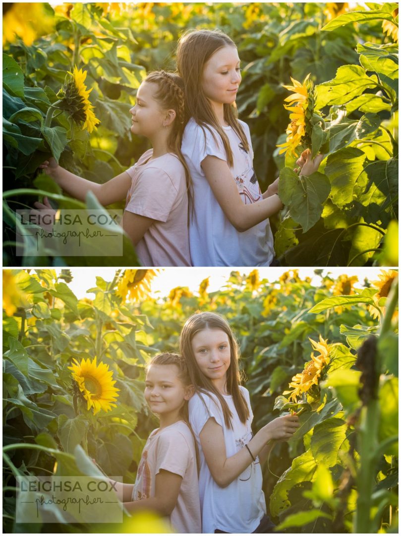 Amusement de tournesol