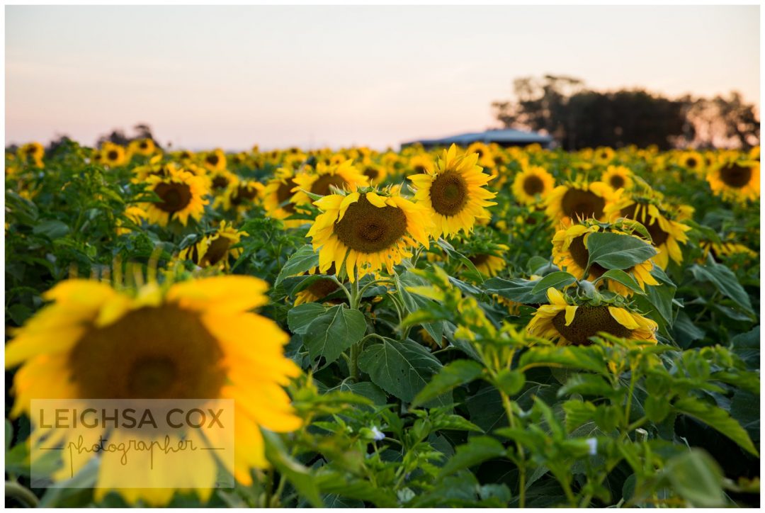 tournesols de la vallée des chasseurs