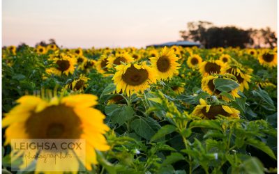 Sunflower fun