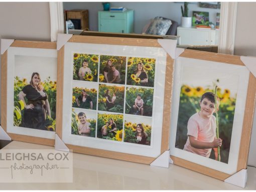 Hunter Valley sunflower Portraits