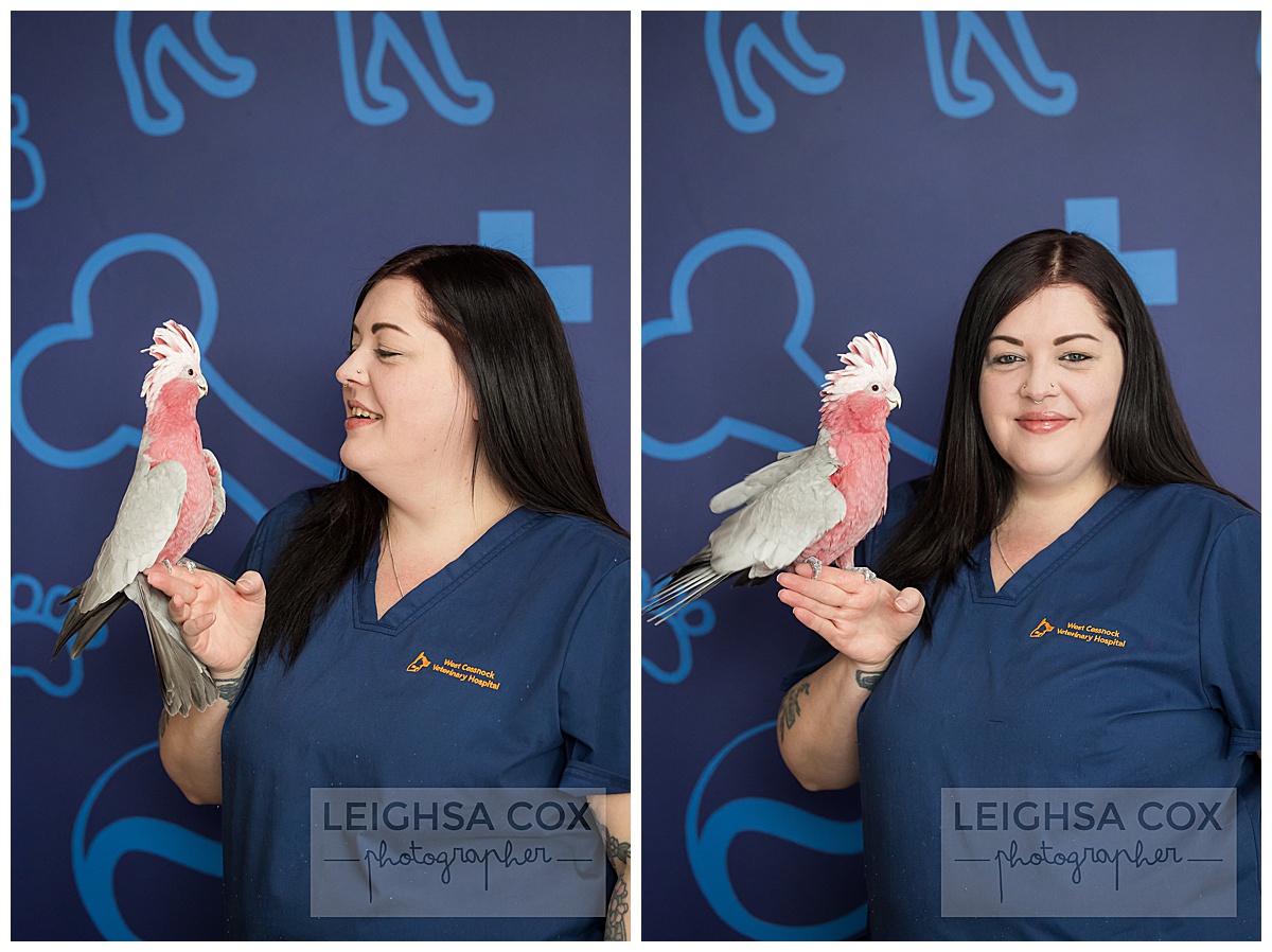 Pet Galah